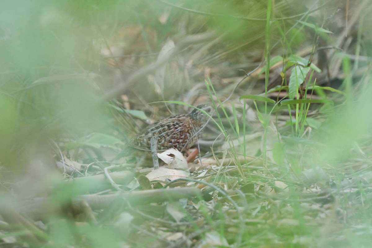 Painted Buttonquail - ML194443771