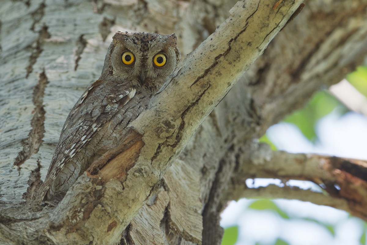 Eurasian Scops-Owl - ML194444381