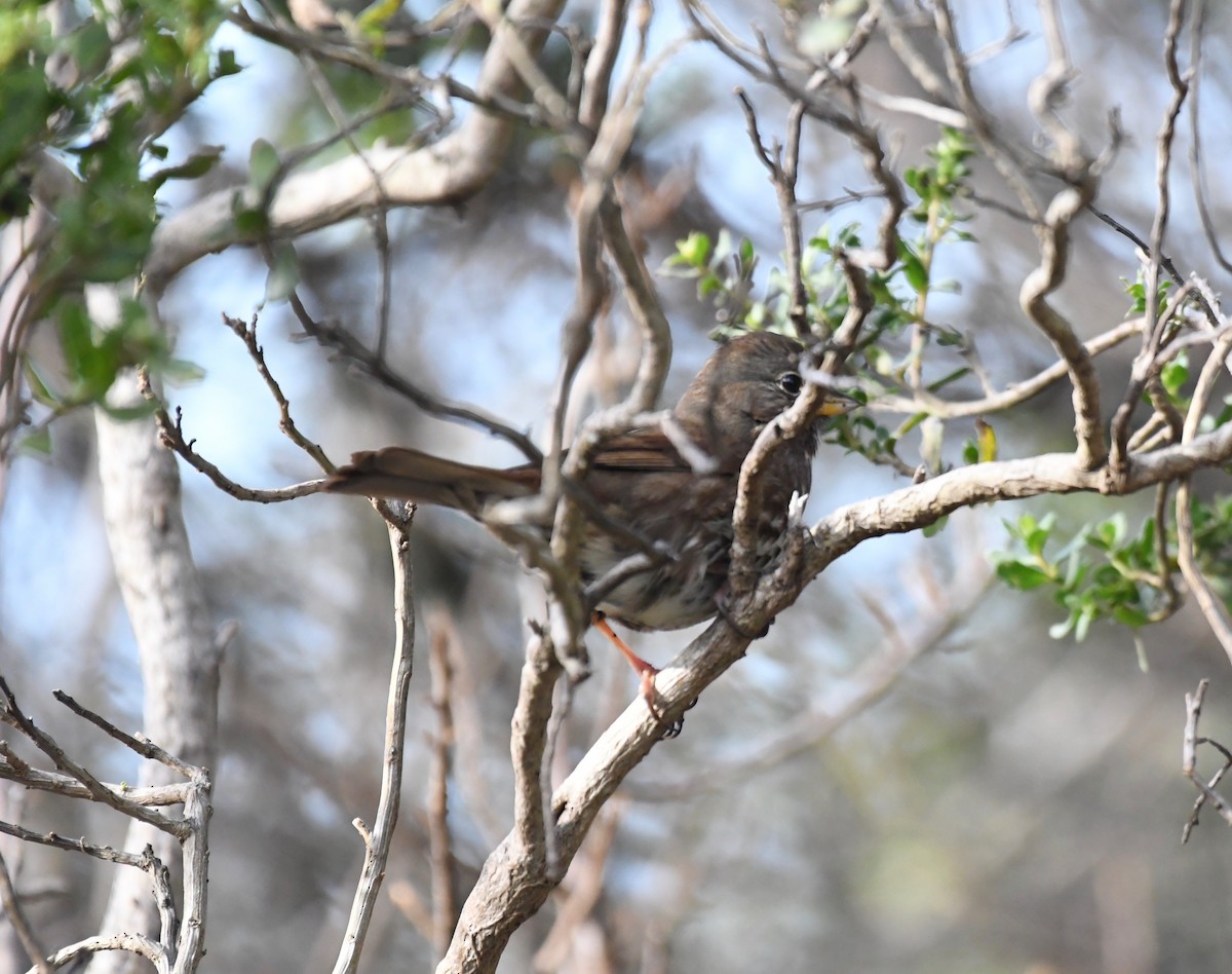 Fox Sparrow - ML194445301