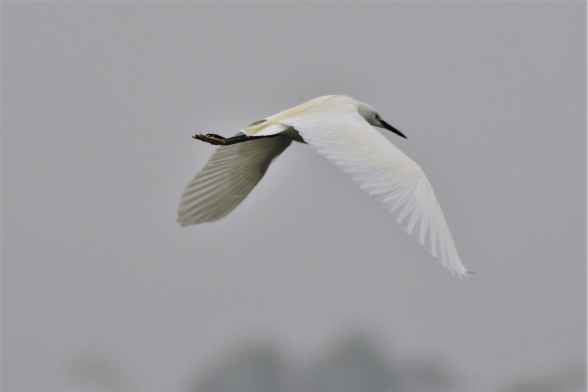 Little Egret - ML194446031