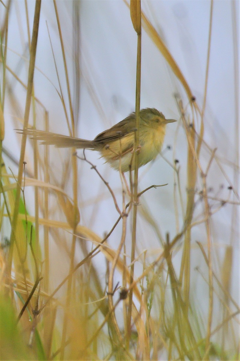 Plain Prinia - ML194446231