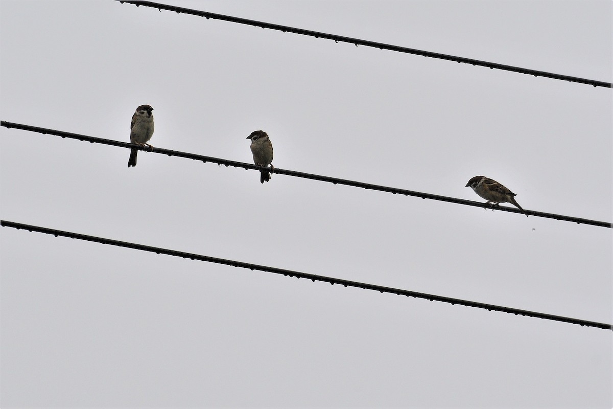 Eurasian Tree Sparrow - ML194446291