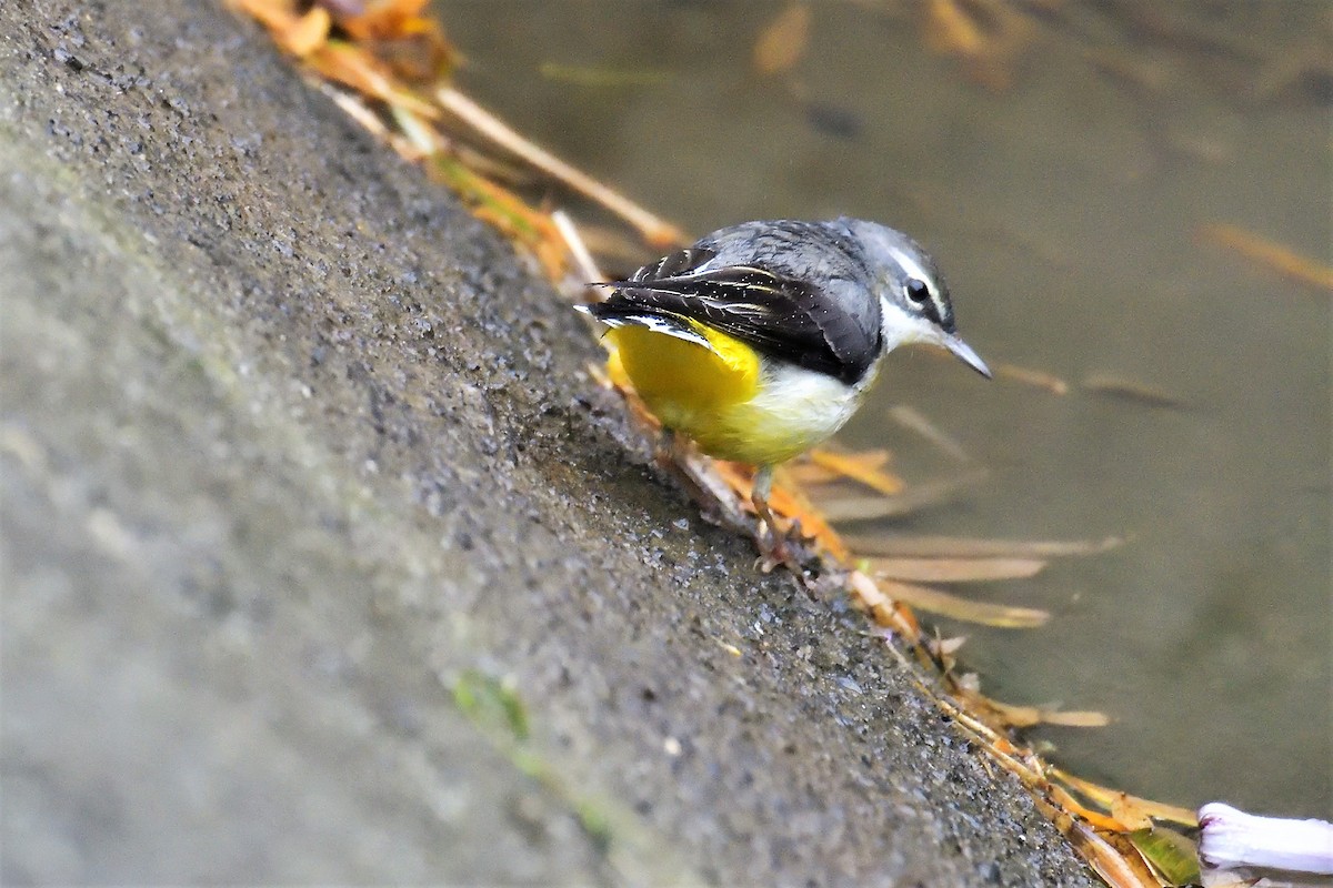 Gray Wagtail - ML194446301