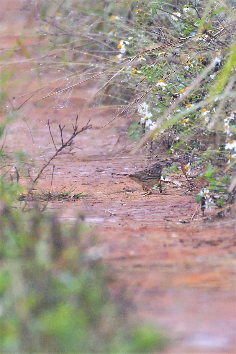 Black-faced/Masked Bunting - ML194446341