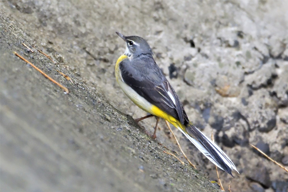 Gray Wagtail - ML194446351