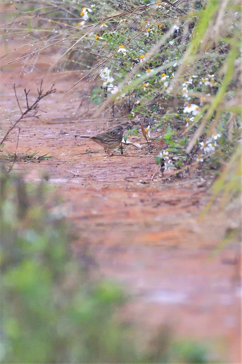 Black-faced/Masked Bunting - ML194446381