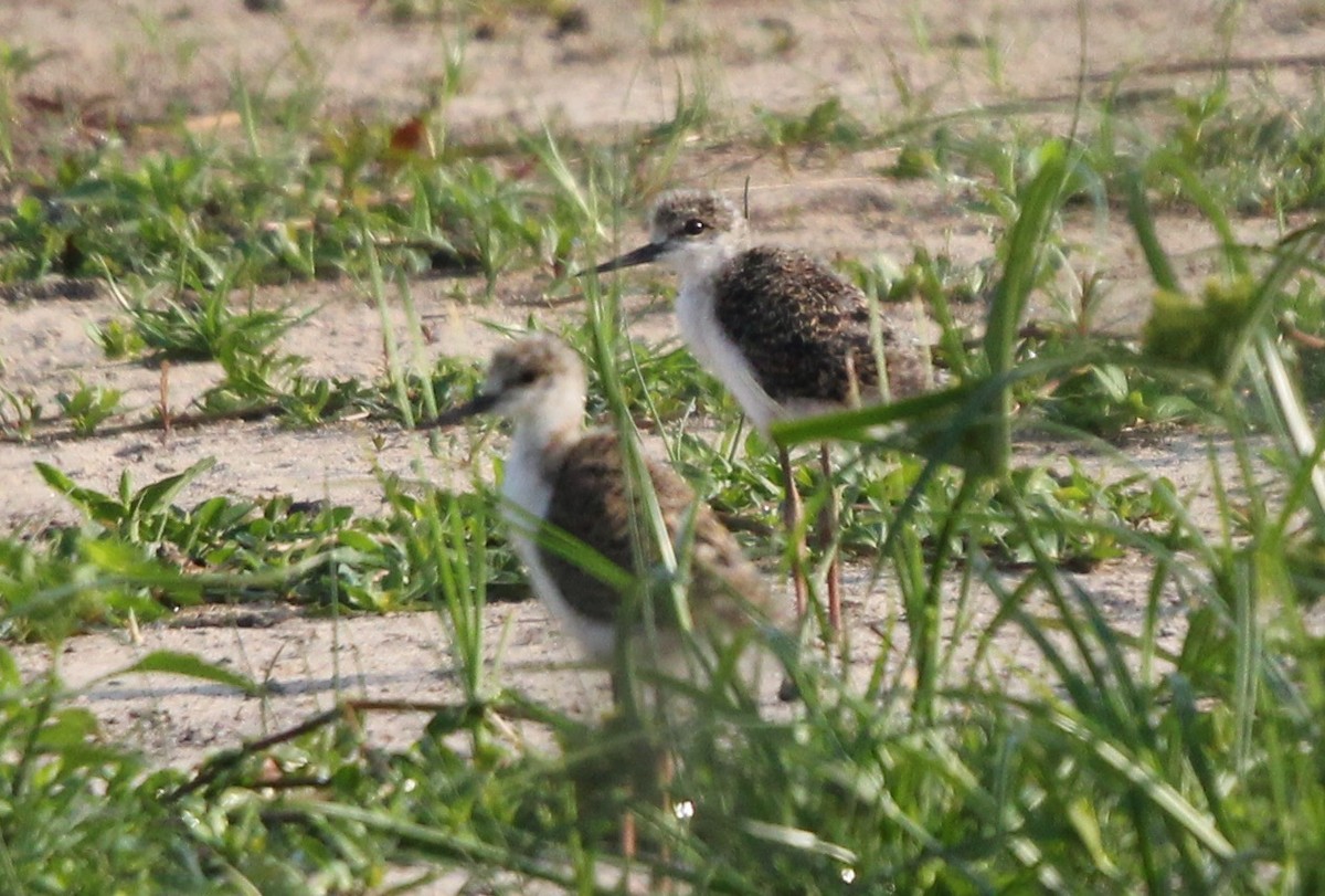 Pied Stilt - ML194447731