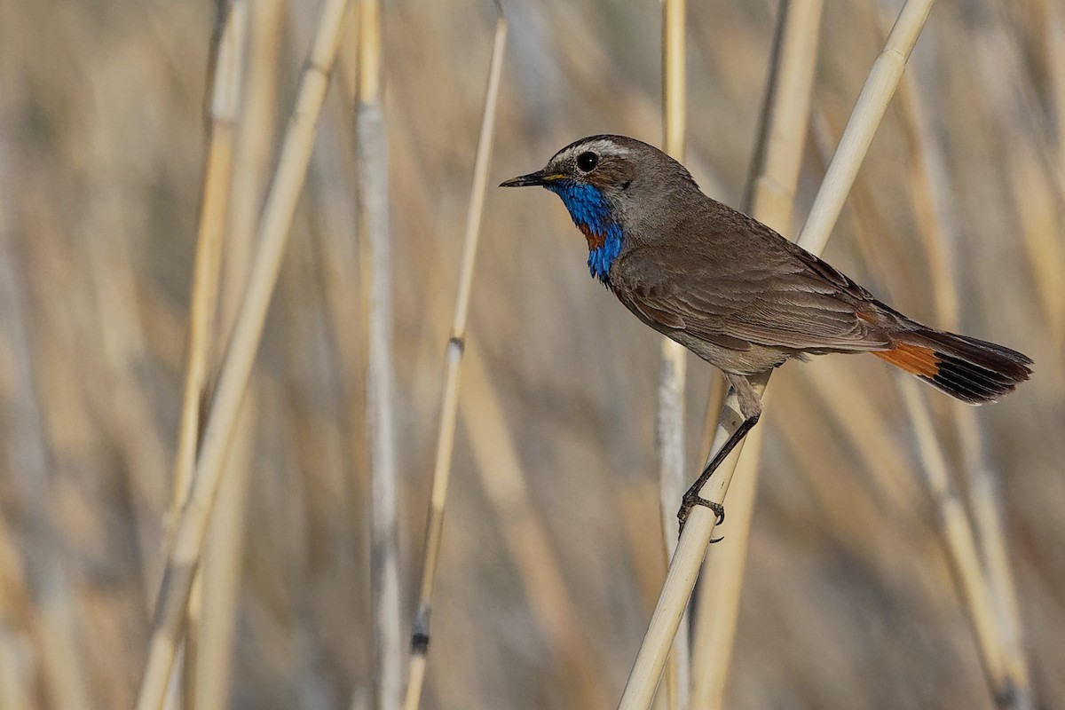 Blaukehlchen (Rotsterniges) - ML194447931