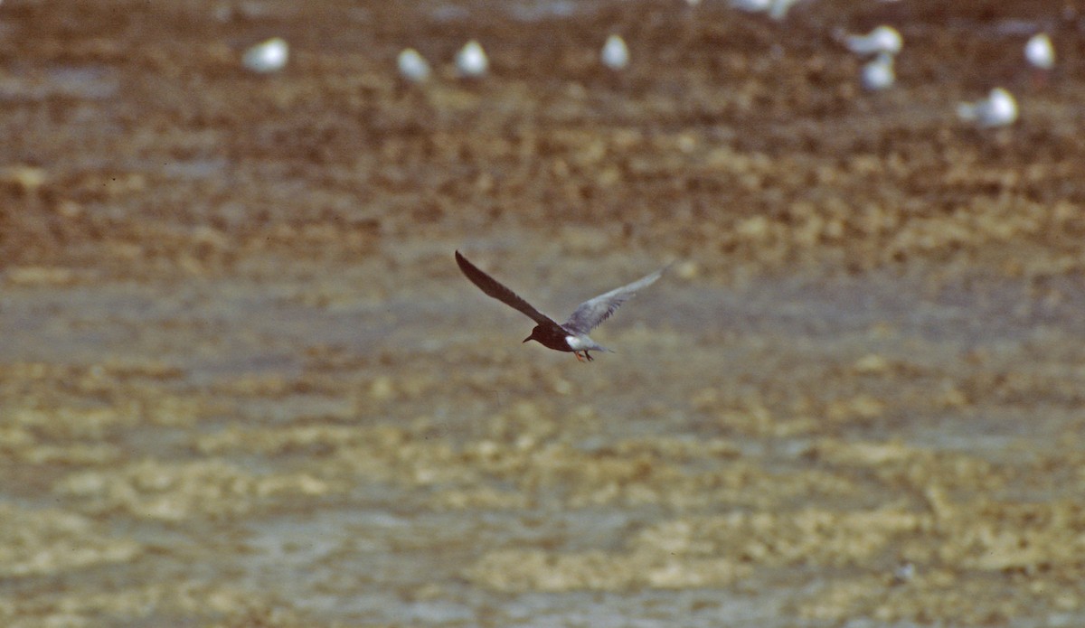Black Tern - Theodosis Mamais