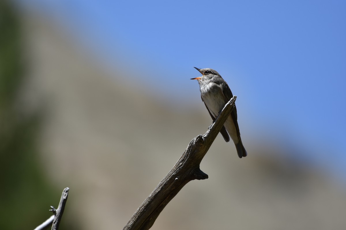 Spotted Flycatcher - ML194448471