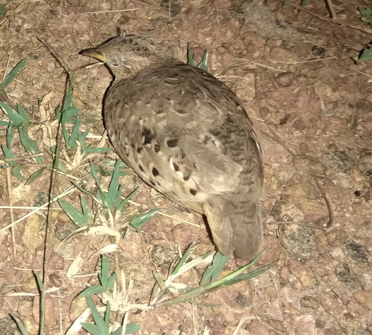 Yellow-legged Buttonquail - ML194449071