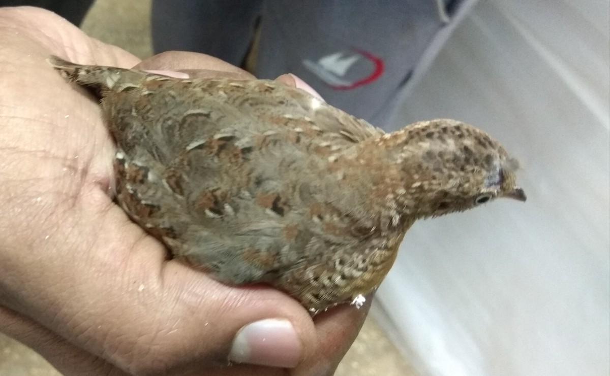 Yellow-legged Buttonquail - ML194449111