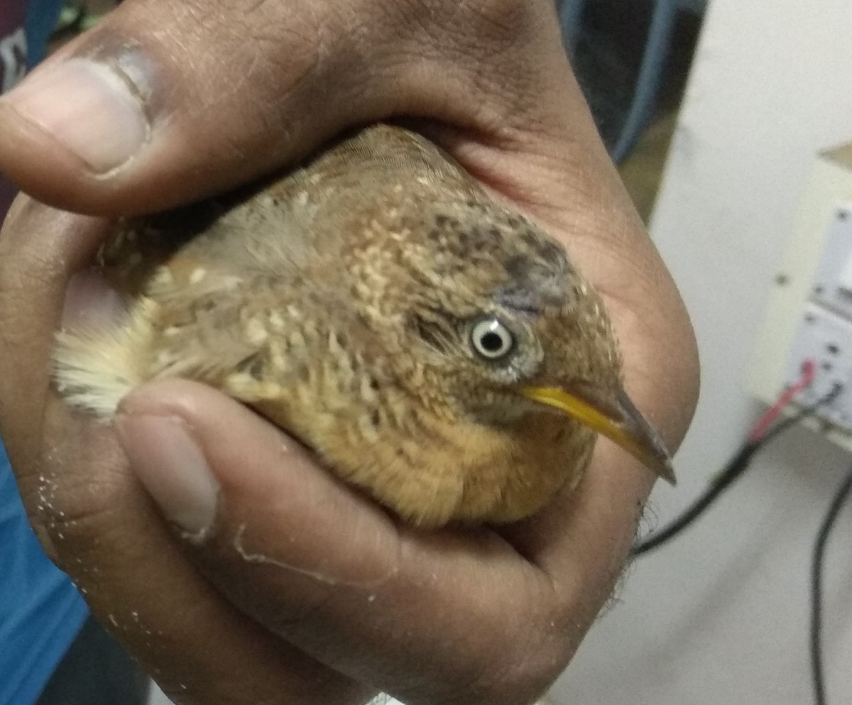 Yellow-legged Buttonquail - ML194449121