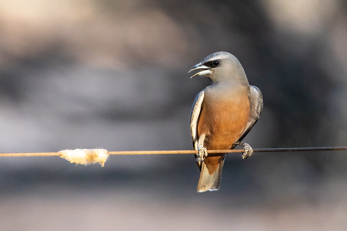 White-browed Woodswallow - ML194450131