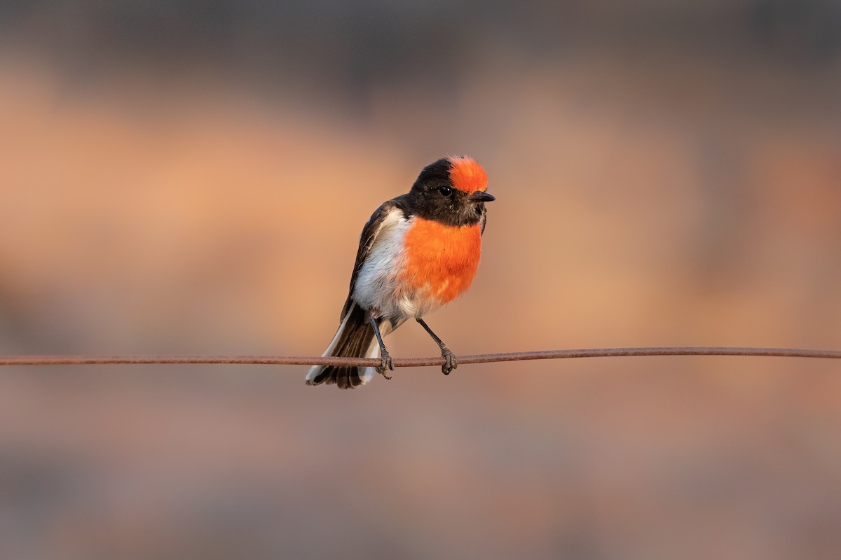 Red-capped Robin - ML194450271