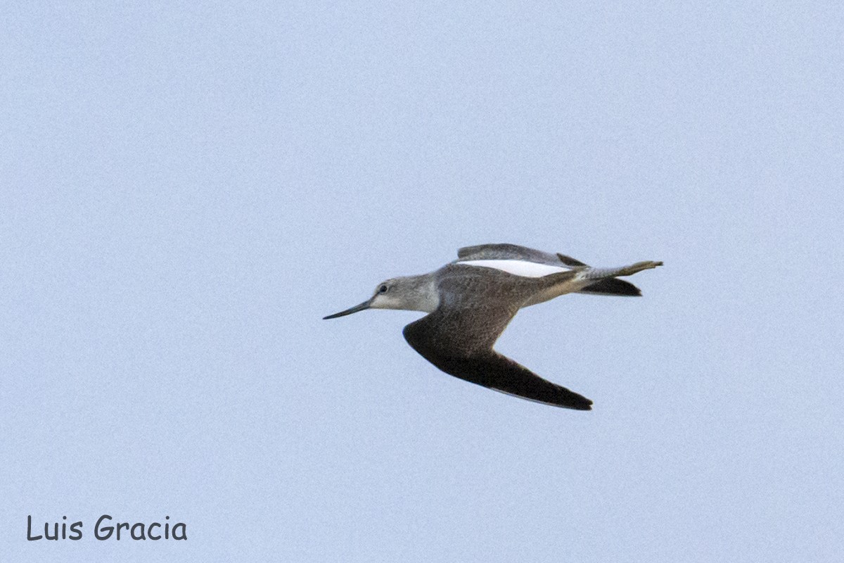 Common Greenshank - ML194450341