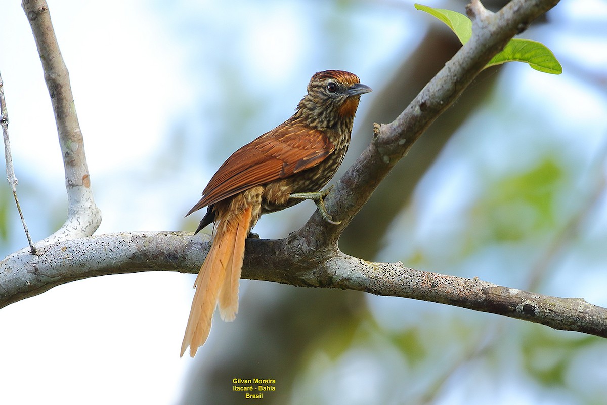 Striated Softtail - Gilvan Moreira