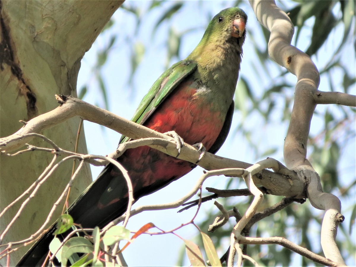 Avustralya Kral Papağanı - ML194455091
