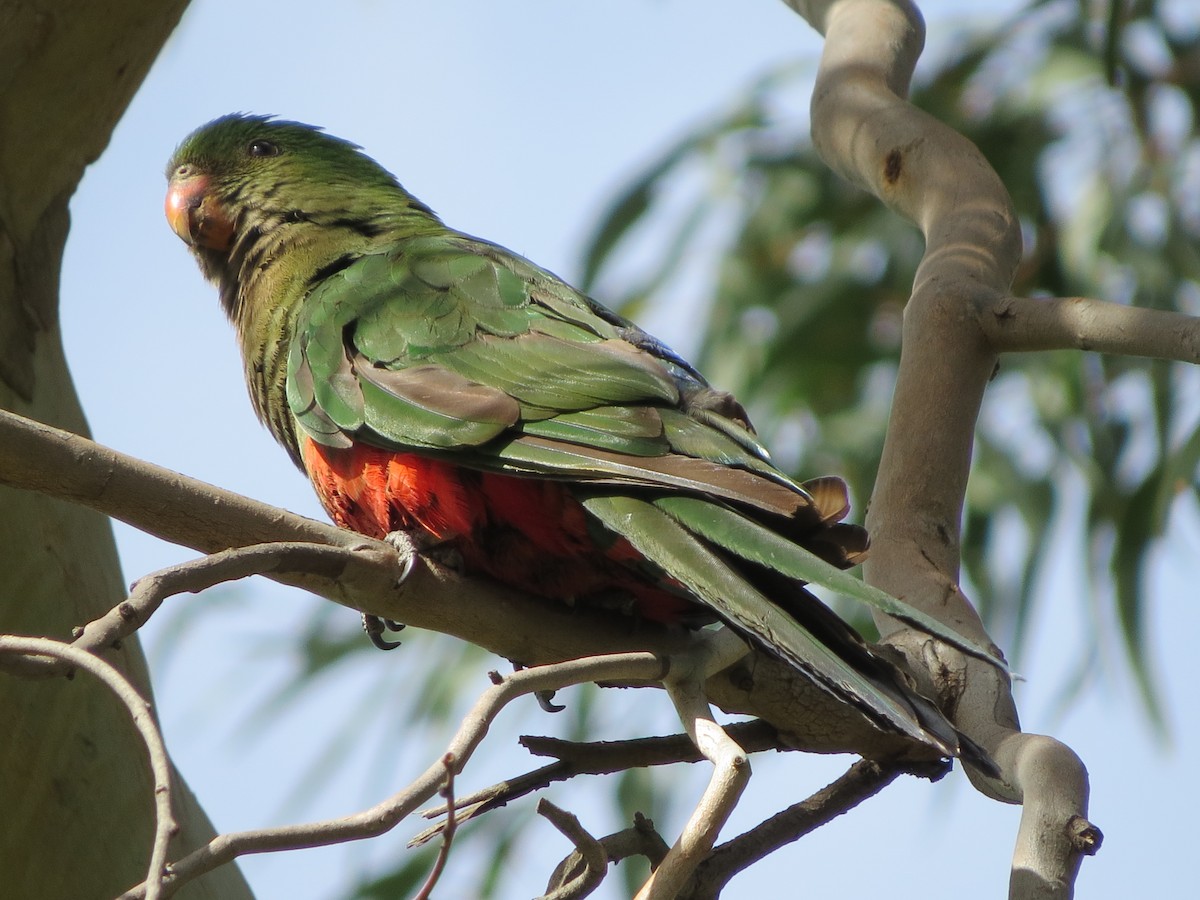 Avustralya Kral Papağanı - ML194455161