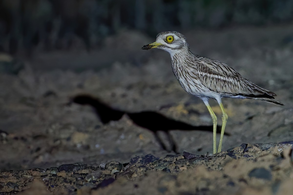 Eurasian Thick-knee - ML194455681