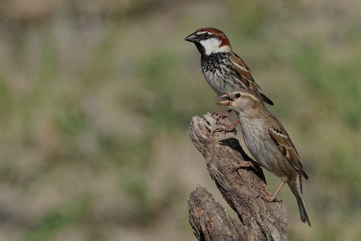 Spanish Sparrow - Vincent Wang