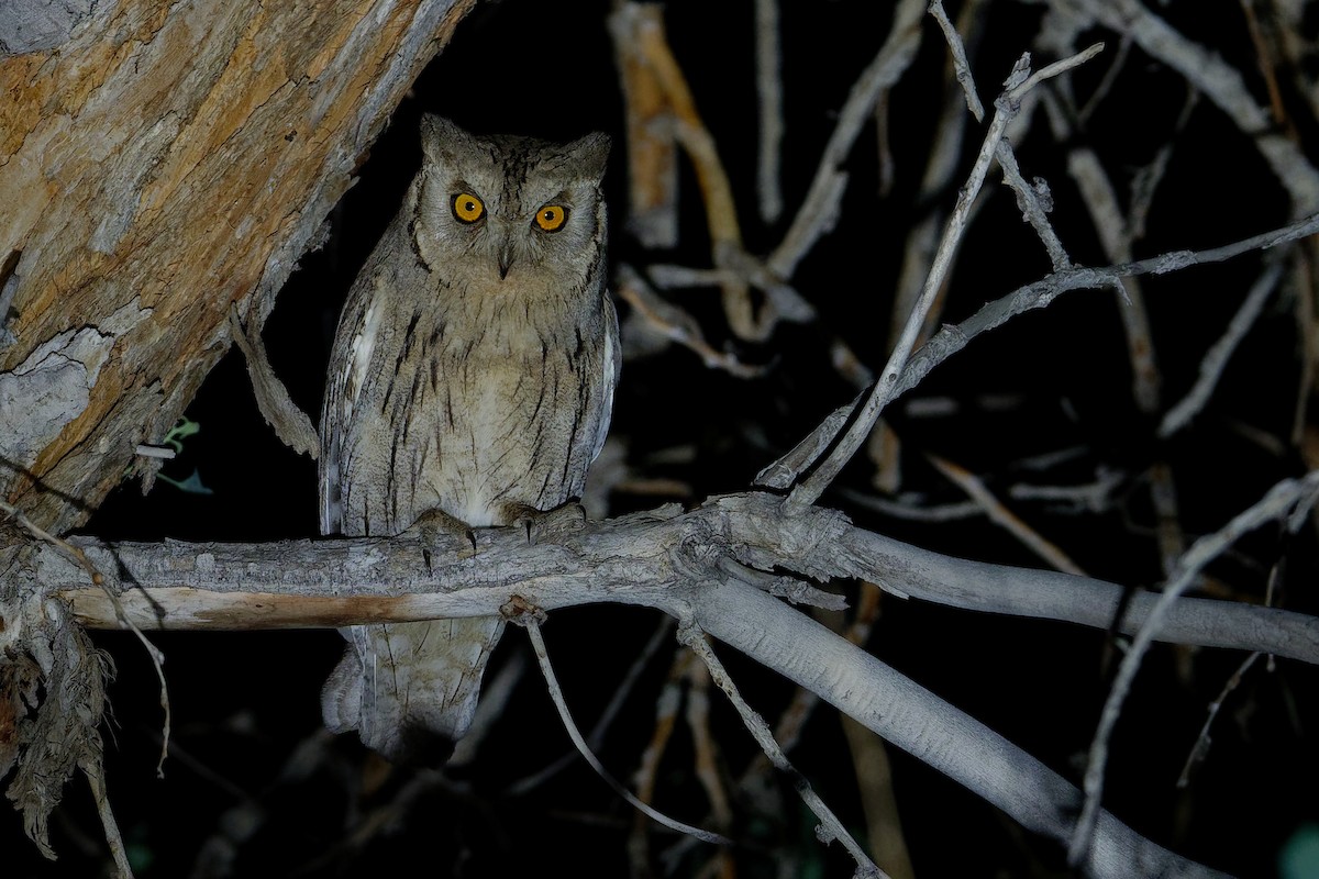Pallid Scops-Owl - Vincent Wang