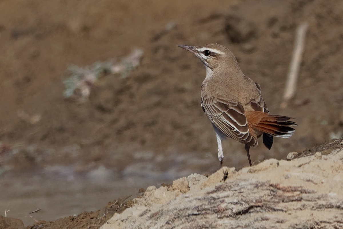 Rufous-tailed Scrub-Robin (Rufous-tailed) - Vincent Wang