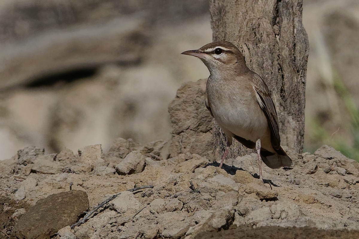 Rufous-tailed Scrub-Robin (Rufous-tailed) - Vincent Wang