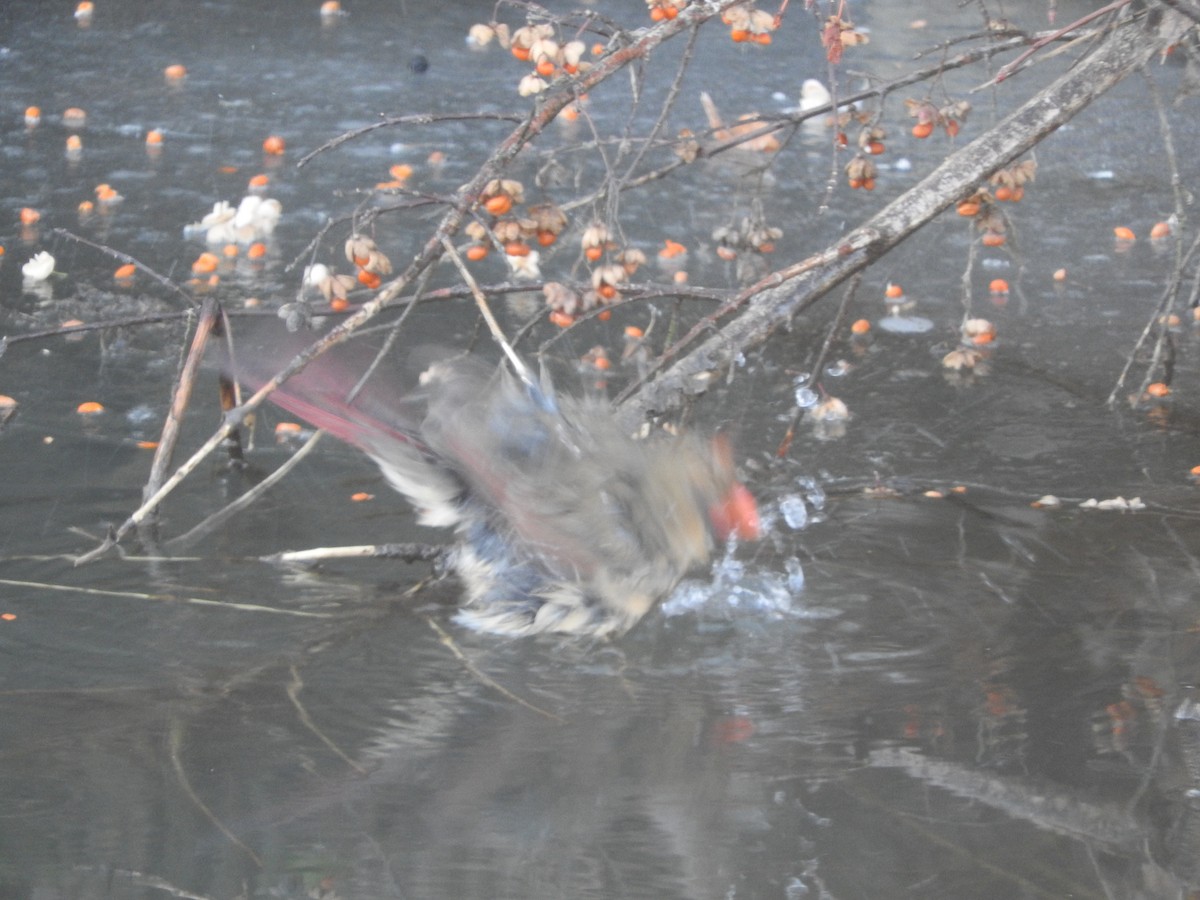 Northern Cardinal - ML194456781