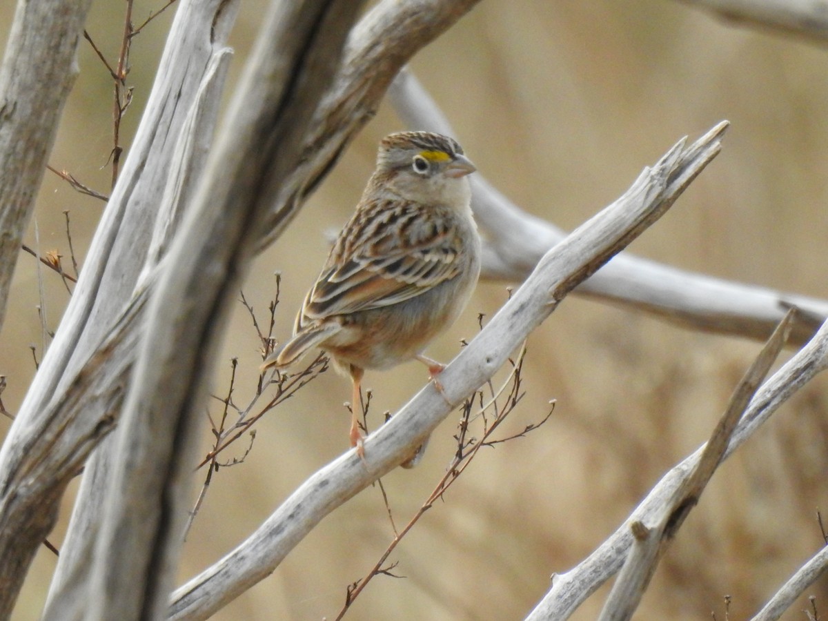 Grassland Sparrow - ML194456851