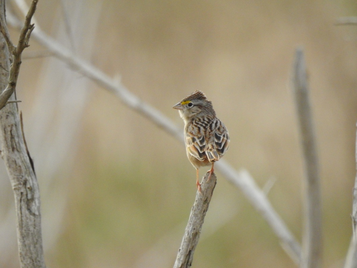 Grassland Sparrow - ML194456861