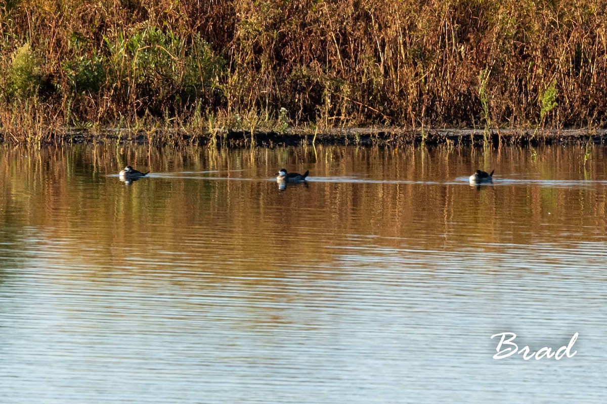 Ruddy Duck - ML194459041