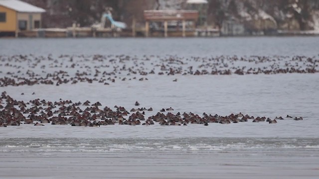 Redhead - ML194459261