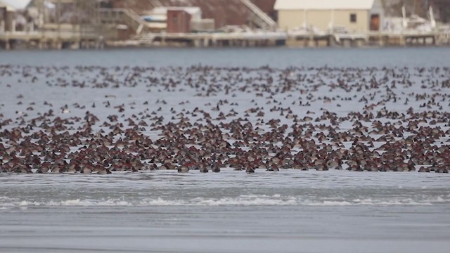 Redhead - ML194459651