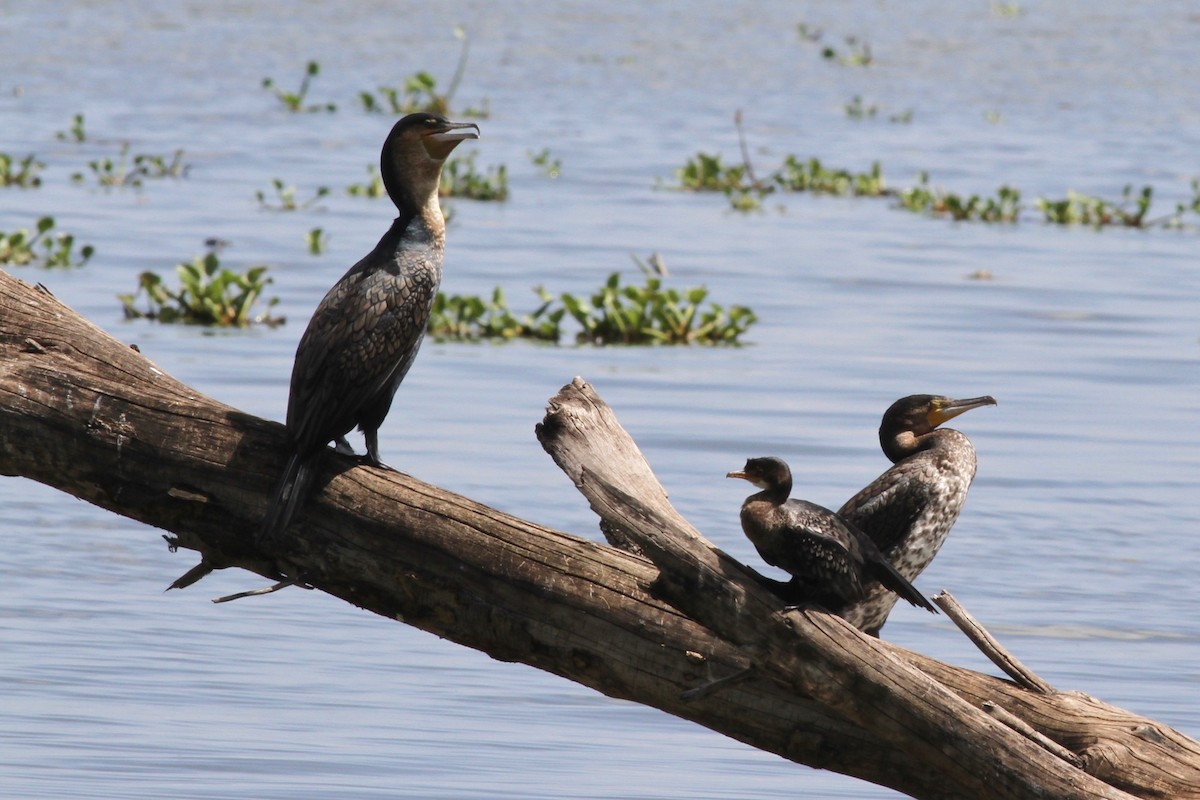 Long-tailed Cormorant - ML194460061