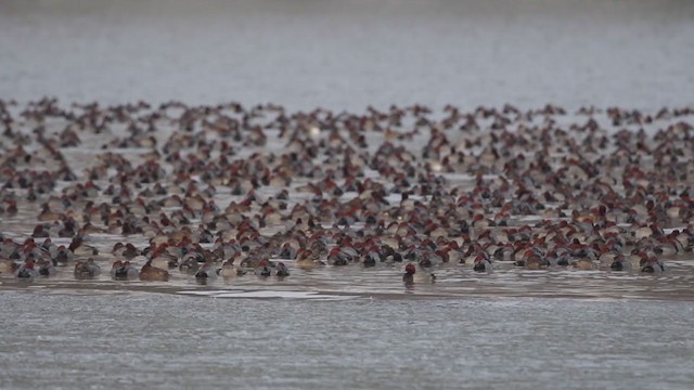 Redhead - ML194460181