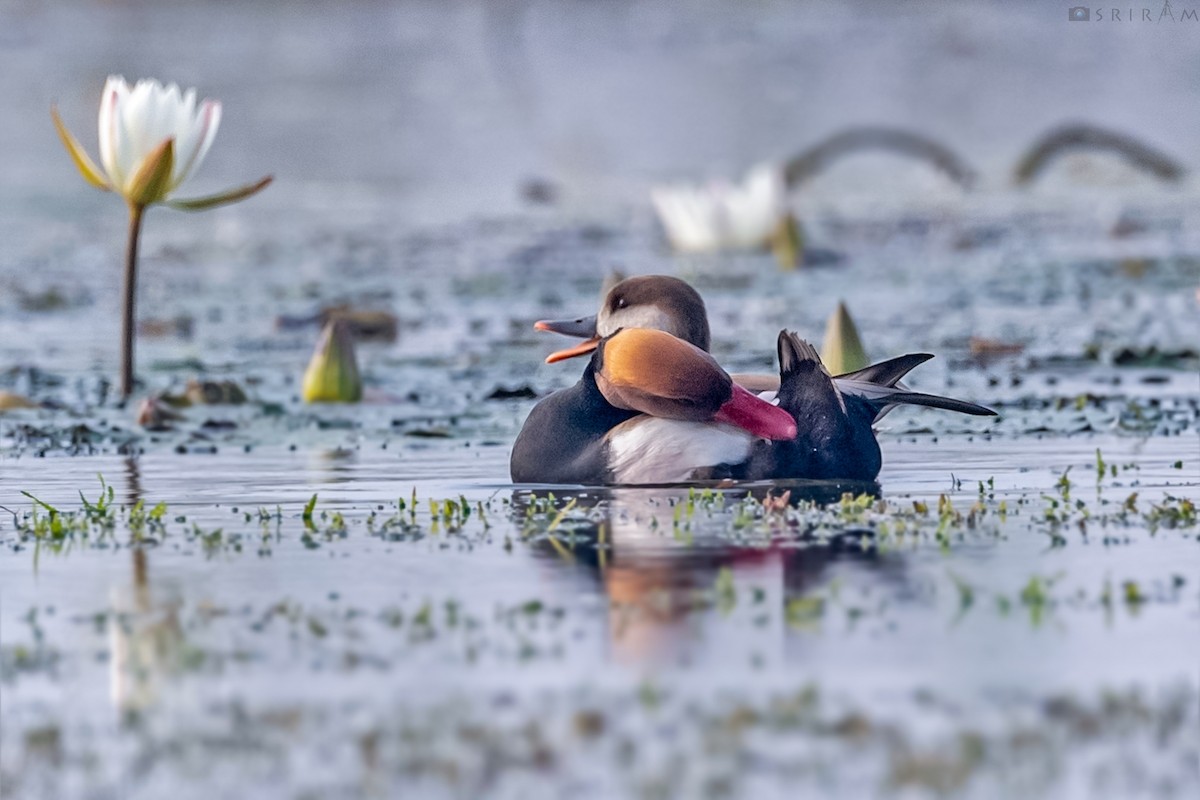 Red-crested Pochard - ML194462801