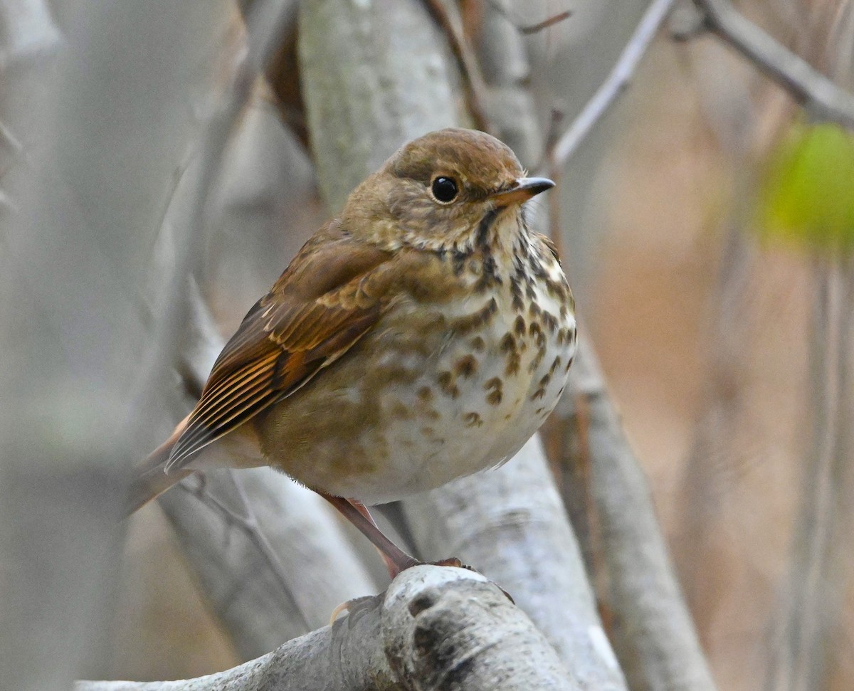 Hermit Thrush - ML194463511