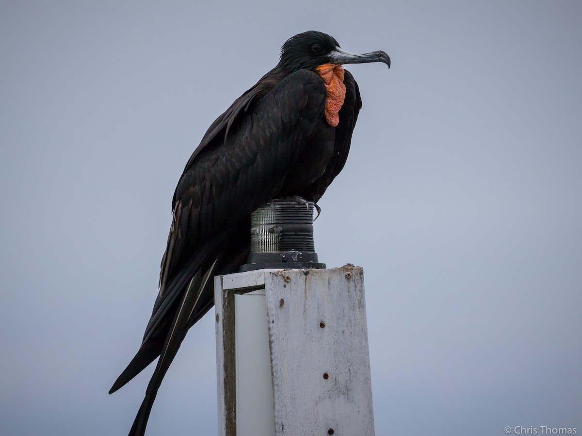 Magnificent Frigatebird - Chris Thomas