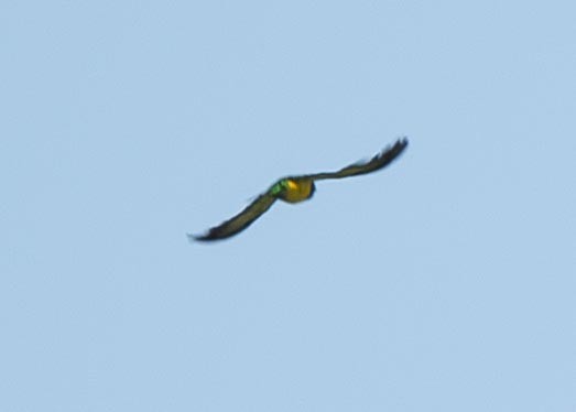 African Emerald Cuckoo - ML194464491