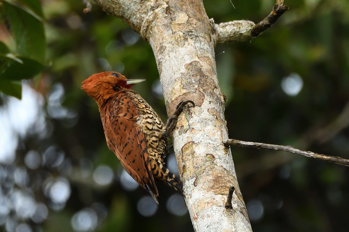 Cinnamon Woodpecker - ML194464911