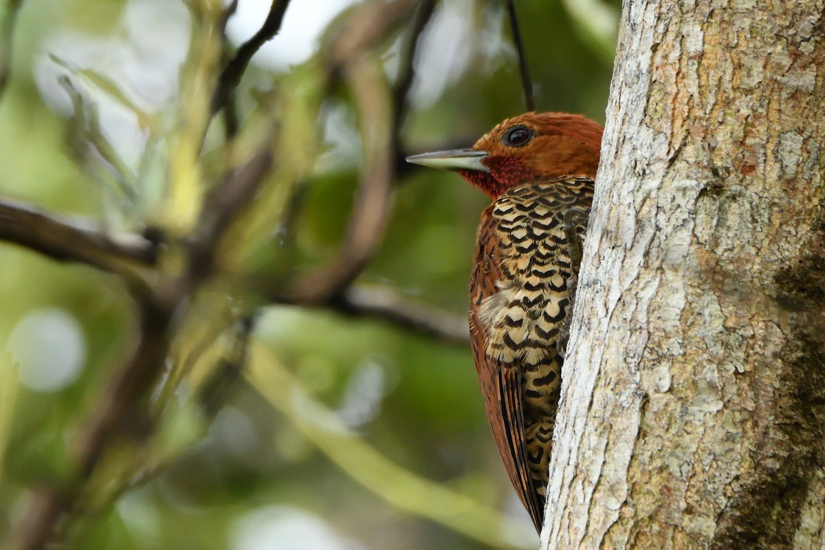 Cinnamon Woodpecker - ML194464921