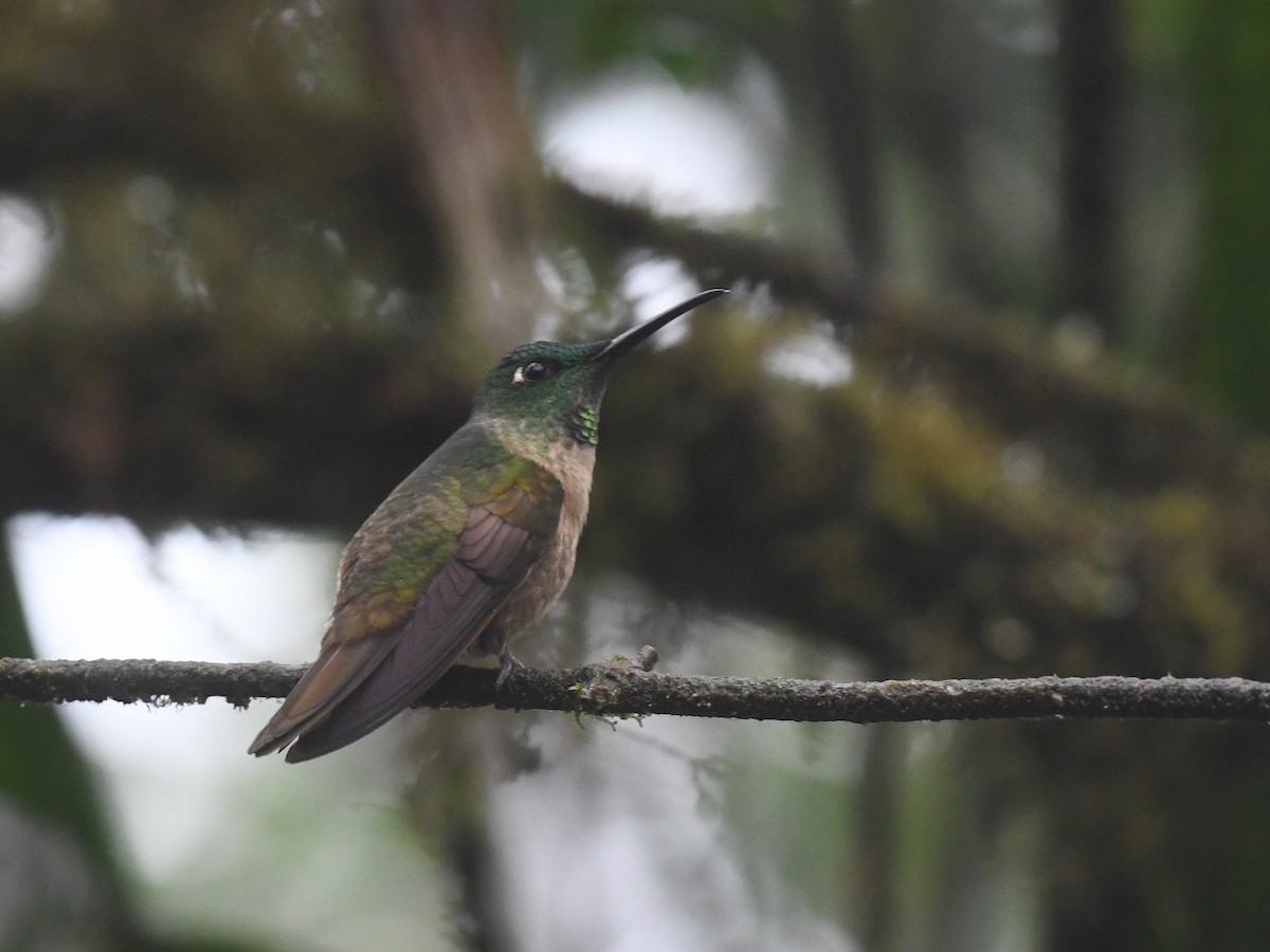 kolibřík hnědobřichý - ML194465231