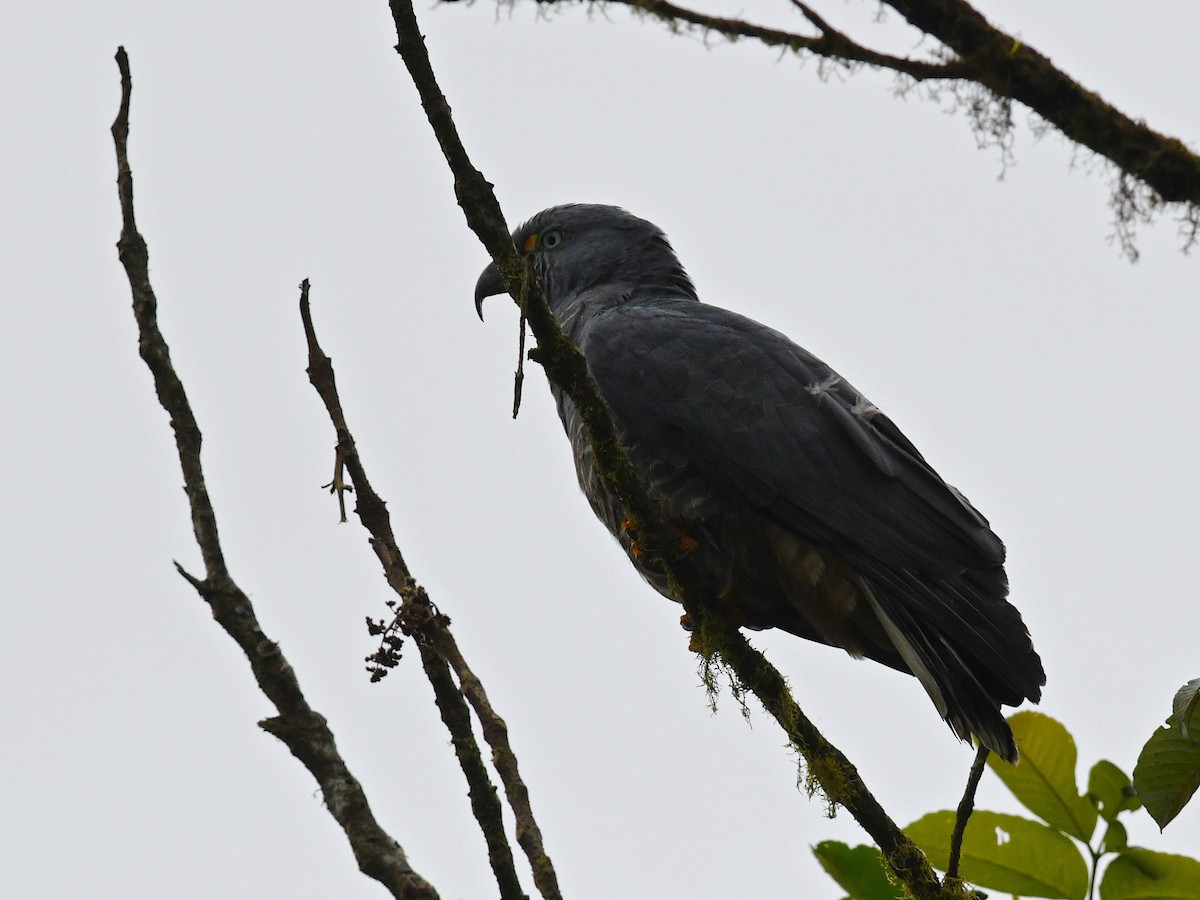 Hook-billed Kite - ML194465531