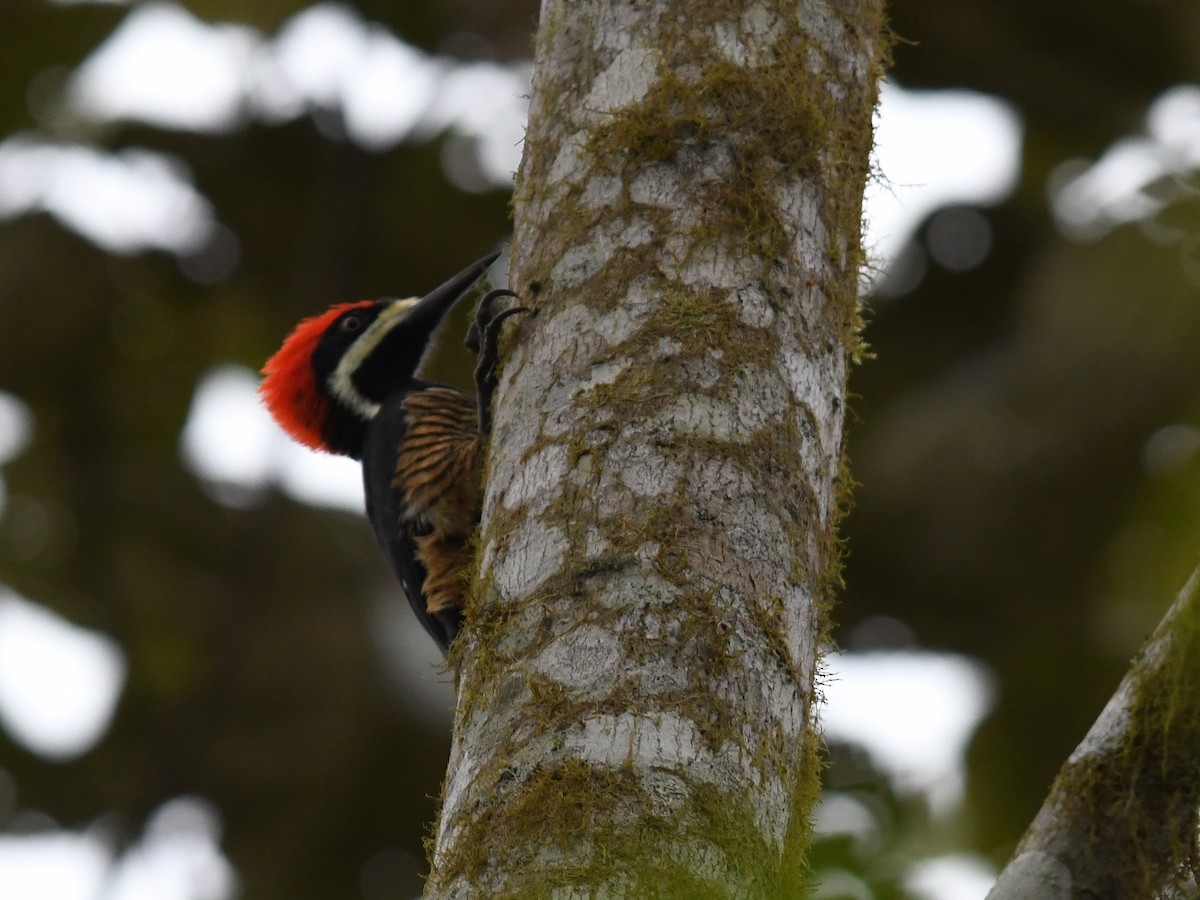 Powerful Woodpecker - Alan Van Norman