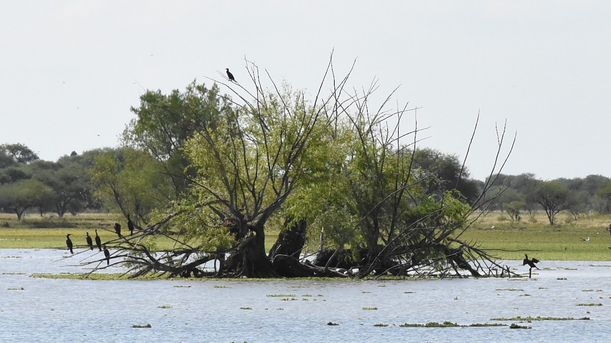 Neotropic Cormorant - ML194466651