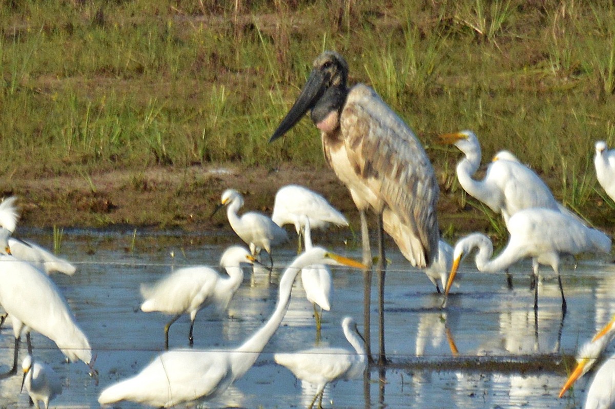 Jabiru - ML194466871