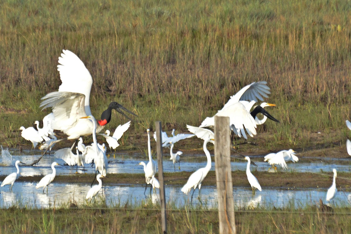 Jabiru - ML194466951