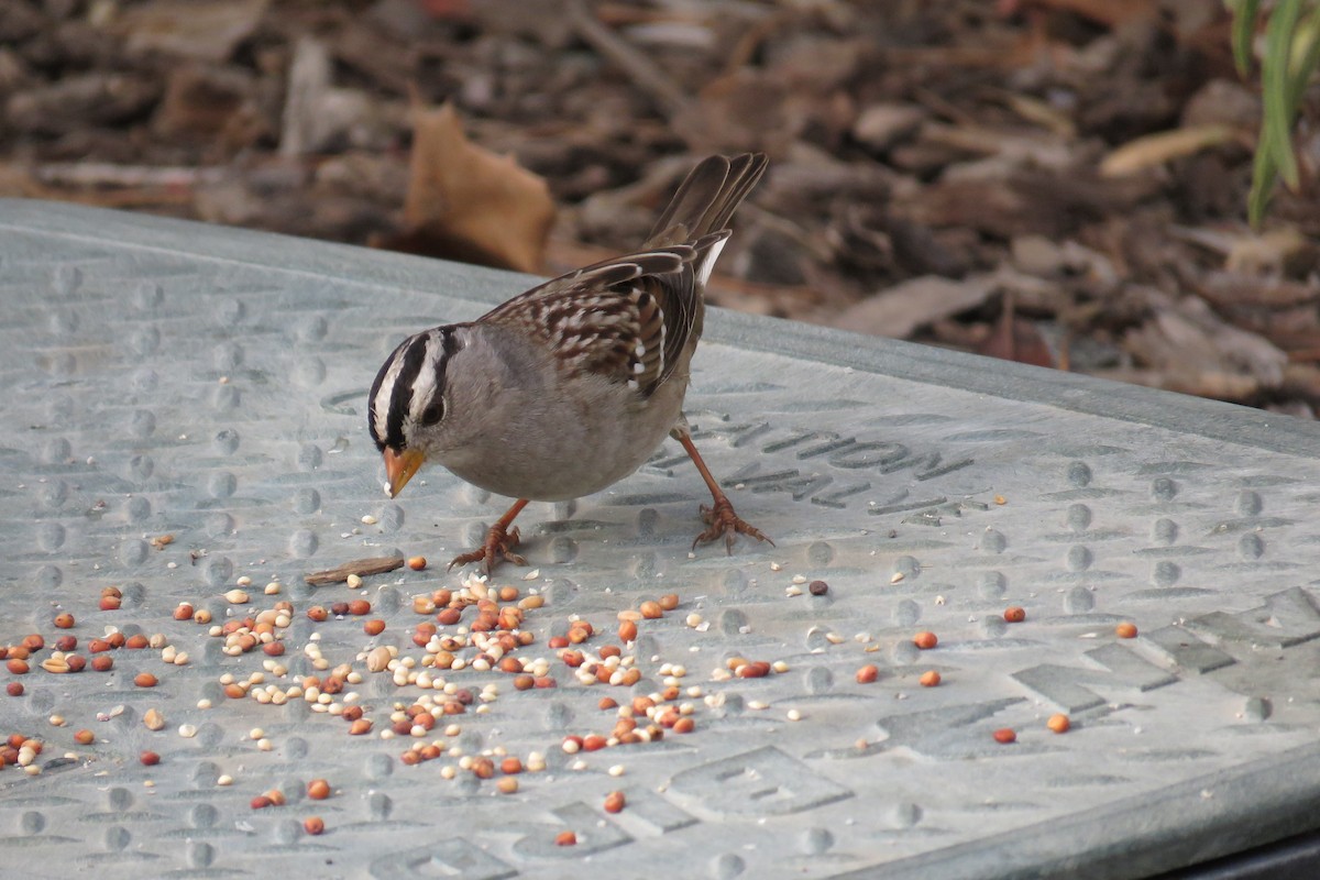 White-crowned Sparrow - ML194467201