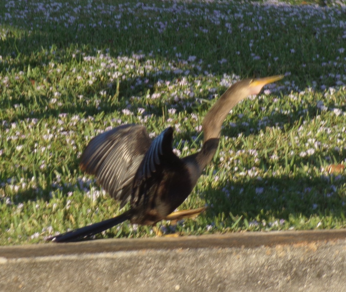 Amerika-Schlangenhalsvogel - ML194472001